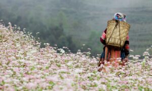 Hoa tam giác mạch không chỉ có ở Hà Giang mà ở Mộc Châu cũng có những thảm hoa đẹp khiến bạn ngất ngây.
