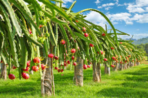 Long An hiện nay đang là tỉnh có diện tích trồng cây thanh long lớn thứ 2 toàn quốc.