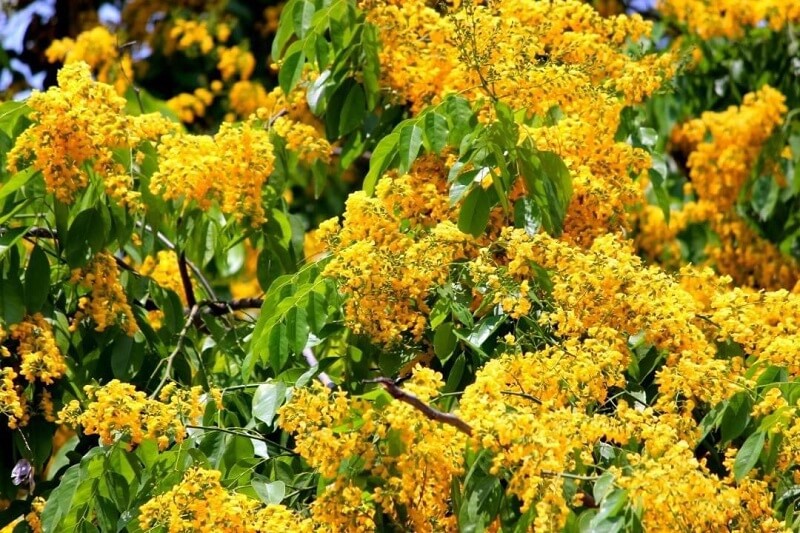 Hoa Thingyan nở rộ, vàng ươm vào mỗi dịp Tết Myanmar
