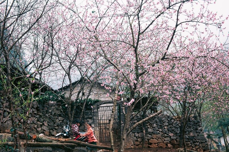 Ngày xuân là những ngày đẹp nhất để chiêm ngưỡng hoa đào nở rộ trên Hà Giang