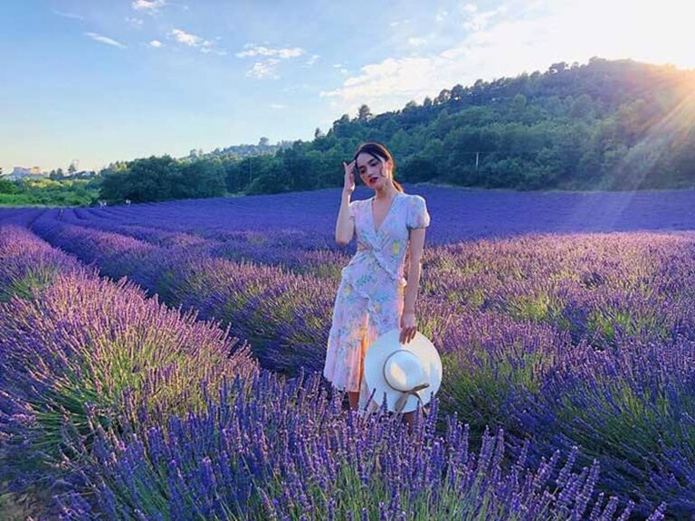 Cánh đồng hoa Lavender tại đồi chè Cầu Đất là điểm check in đẹp mê hồn