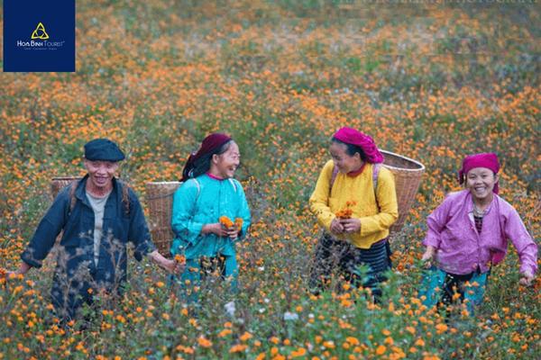 Hoa cúc cam nở khi đi du lịch Hà Giang tháng 12