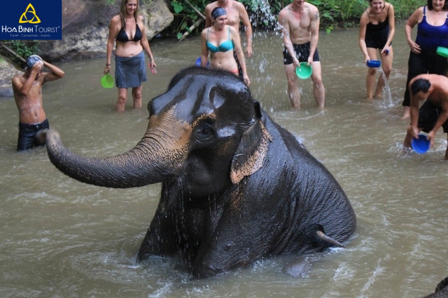 Vui chơi cùng voi tại rừng rậm Chiang Mai Thái Lan vào mùa mưa
