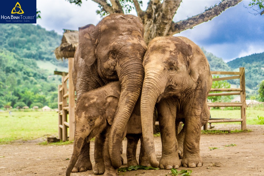 Tham quan voi tại Chiang Mai