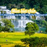 TOP 7+ điểm check-in mùa lúa chín vàng ở Tây Bắc đẹp quên lối về