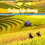 Ruộng bậc thang Hoàng Su Phì