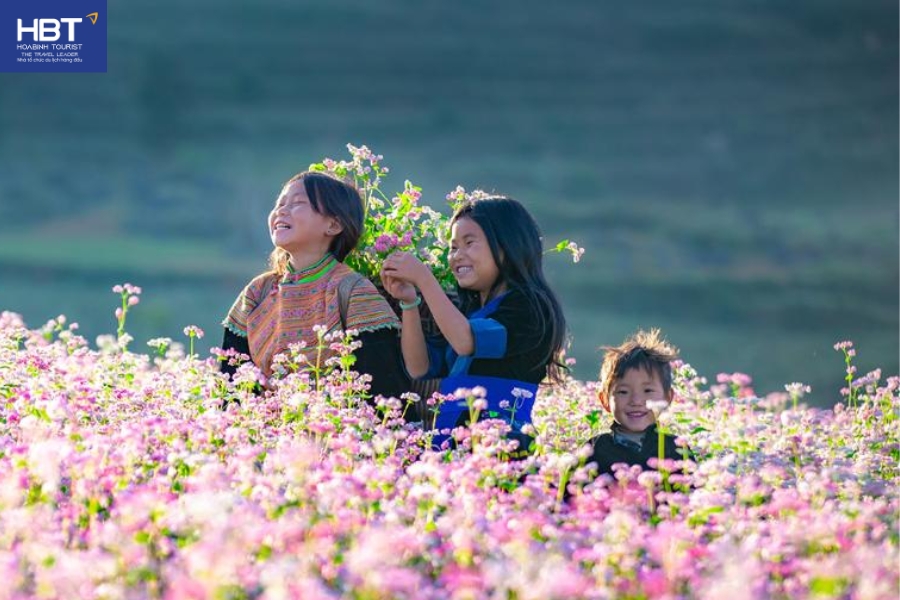 Cánh đồng hoa tam giác mạch hồng hồng, tím biếc