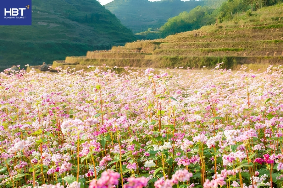 Nét đẹp bình dị của những thung lũng hoa nép mình bên vách đá tai mèo
