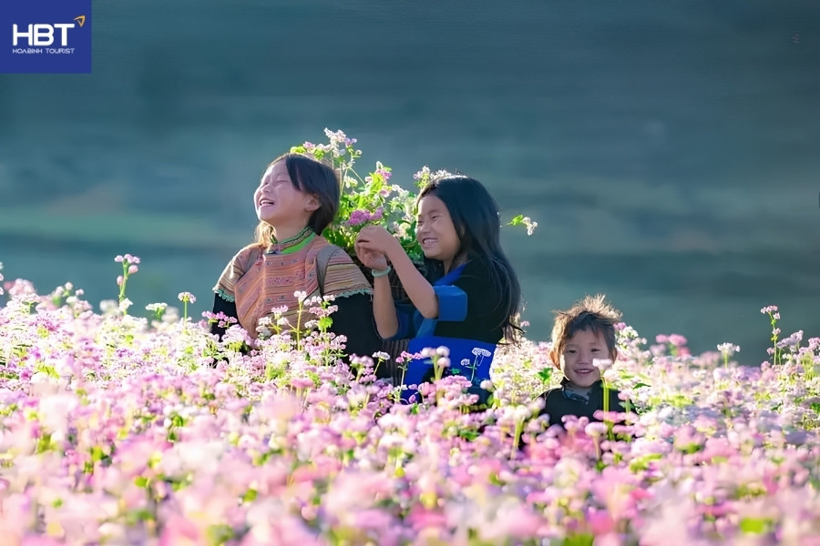 Hoa tam giác mạch Hà Giang