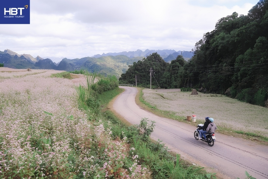 Khu vực Yên Minh hoa tam giác mạch mọc ven đường