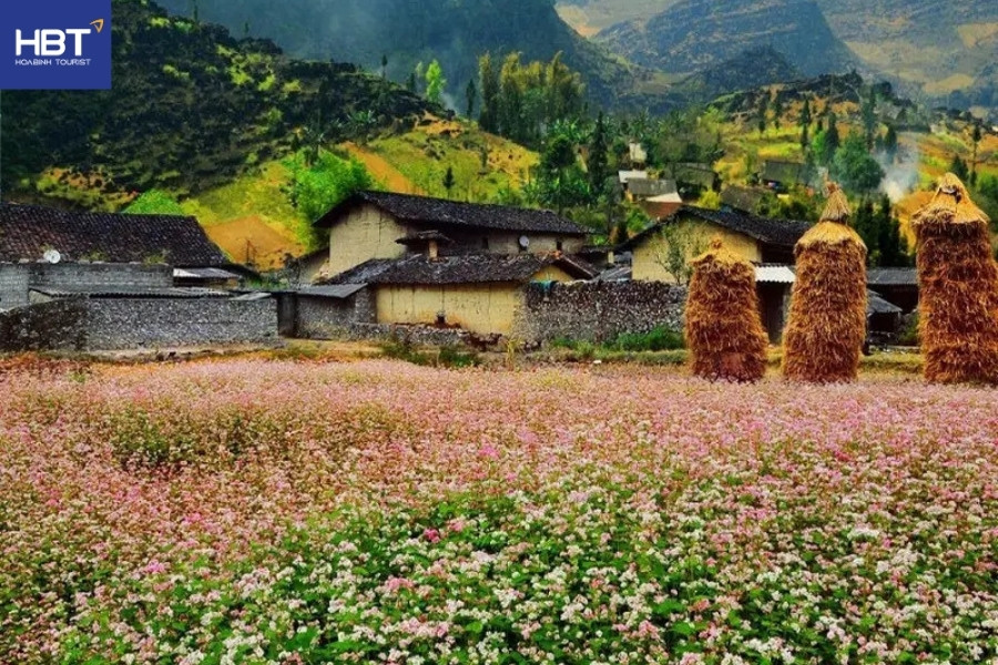 Thung lũng Sủng Là mùa hoa tam giác mạch