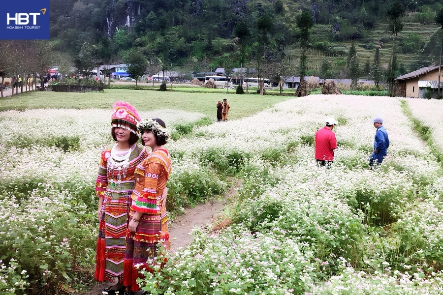 Hoa tam giác mạch nở tại Làng văn hóa Lũng Cẩm