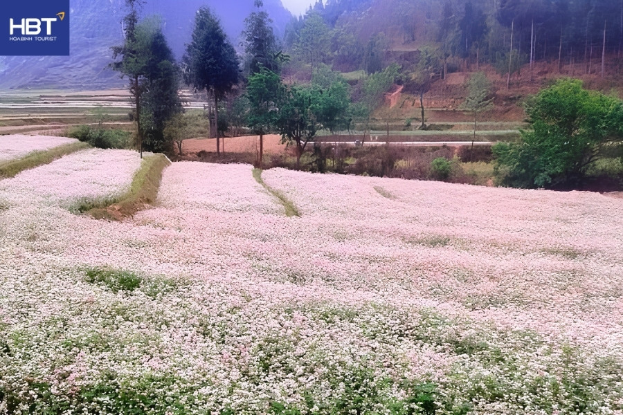 Hoa tam giác mạch ở Phố Cáo