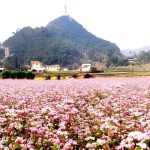 Hoa tam giác mạch tại thị trấn cổ Phó Bảng
