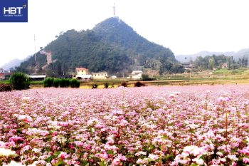 Hoa tam giác mạch tại thị trấn cổ Phó Bảng