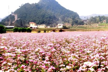 Hoa tam giác mạch tại thị trấn cổ Phó Bảng