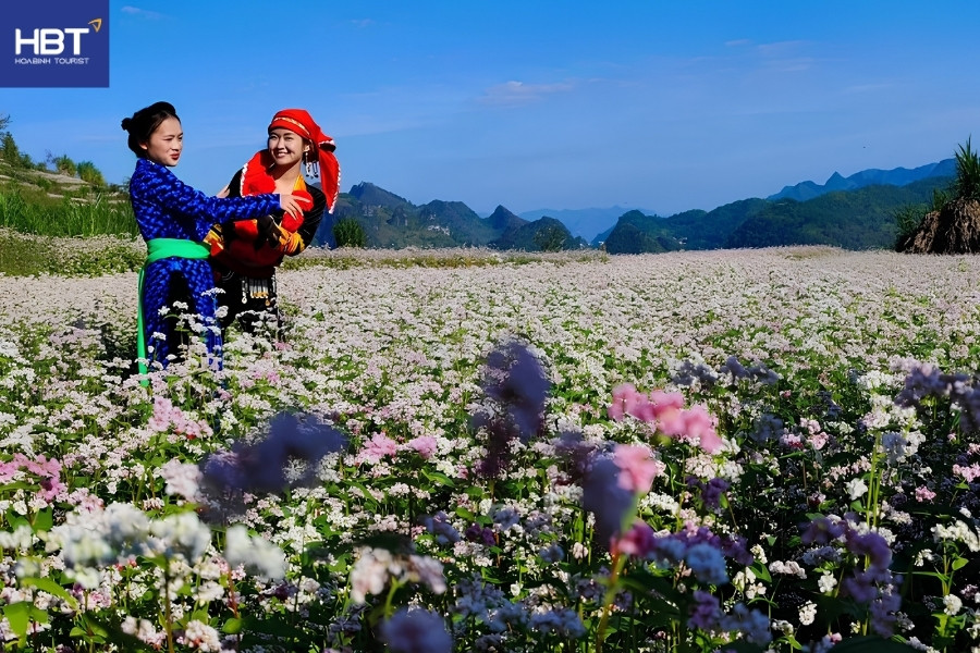 Hoa tam giác mạch tại Xã Lũng Táo