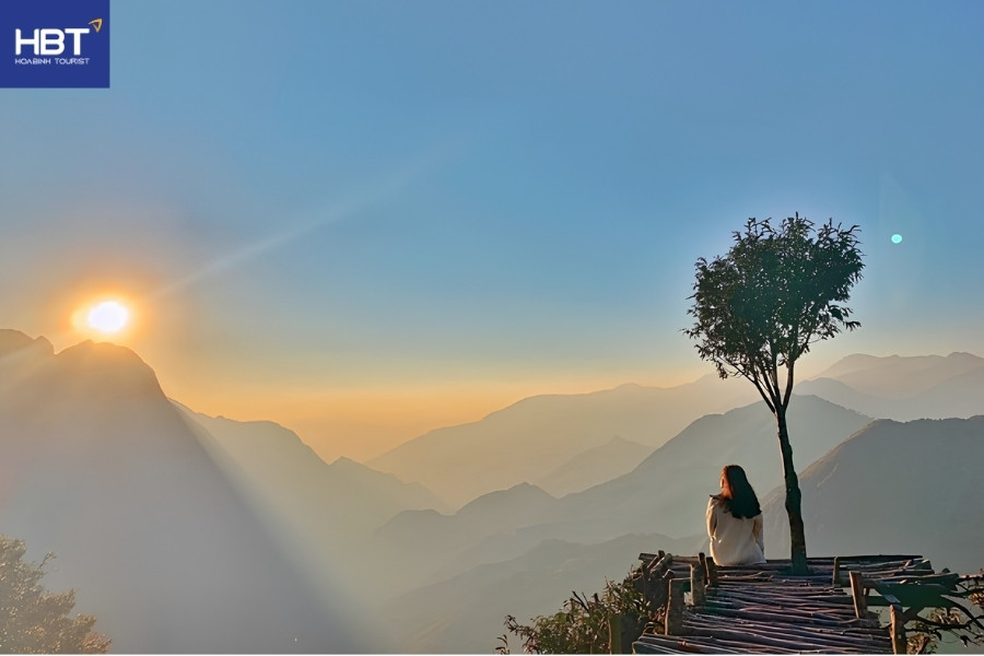 cây cô đơn sapa