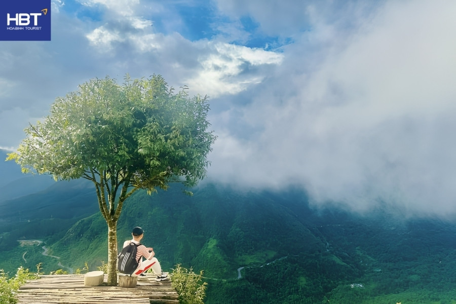 cây cô đơn sapa