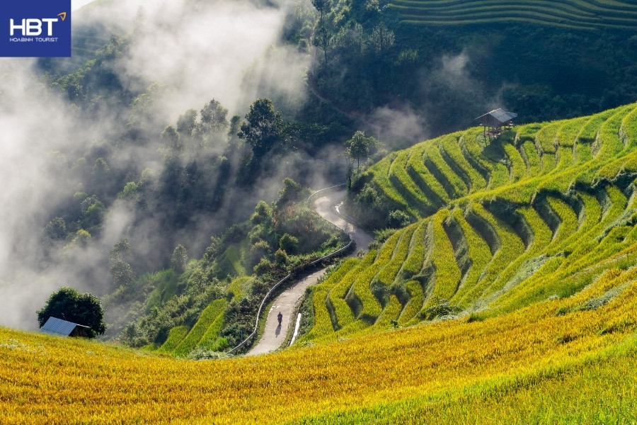 Cảnh mùa thu - Việt Nam - Mù Cang Chải mùa lúa chín