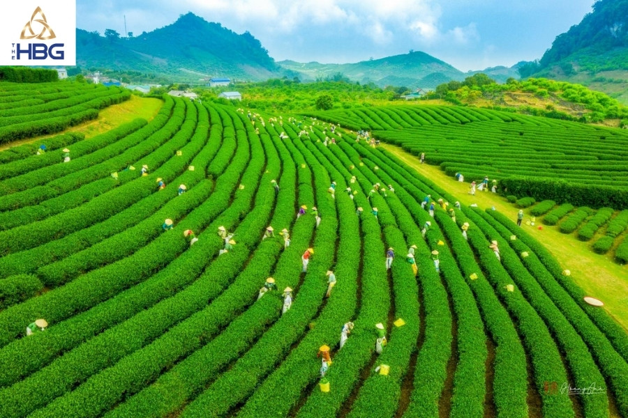 Đồi chè Ô Long Sapa