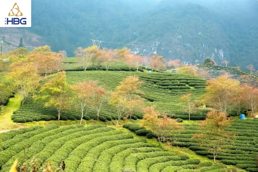 Đồi chè Ô Long Sapa