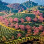Đồi chè Ô Long Sapa