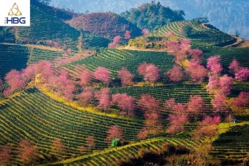 Đồi chè Ô Long Sapa