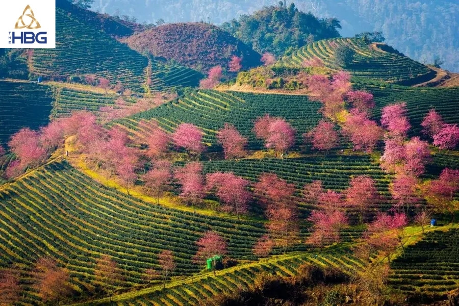Đồi chè Ô Long Sapa