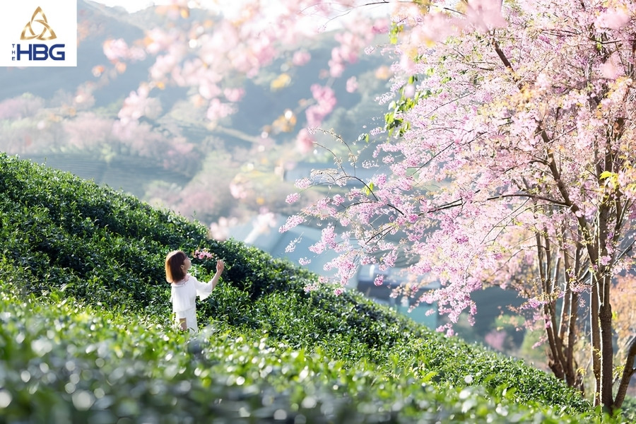 Đồi chè Ô Long Sapa