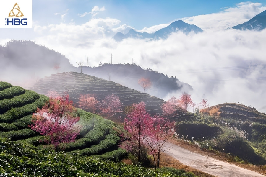 Đồi chè Ô Long Sapa