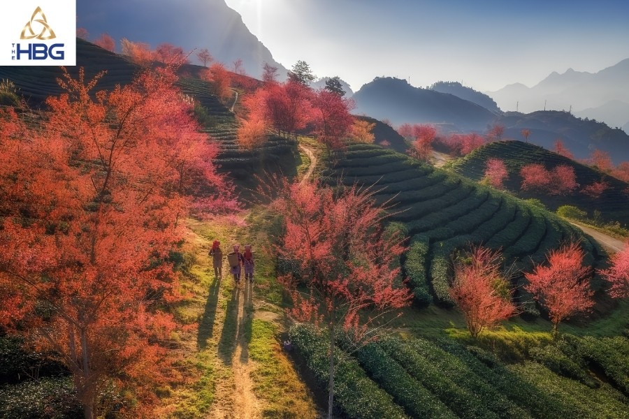 Đồi chè Ô Long Sapa