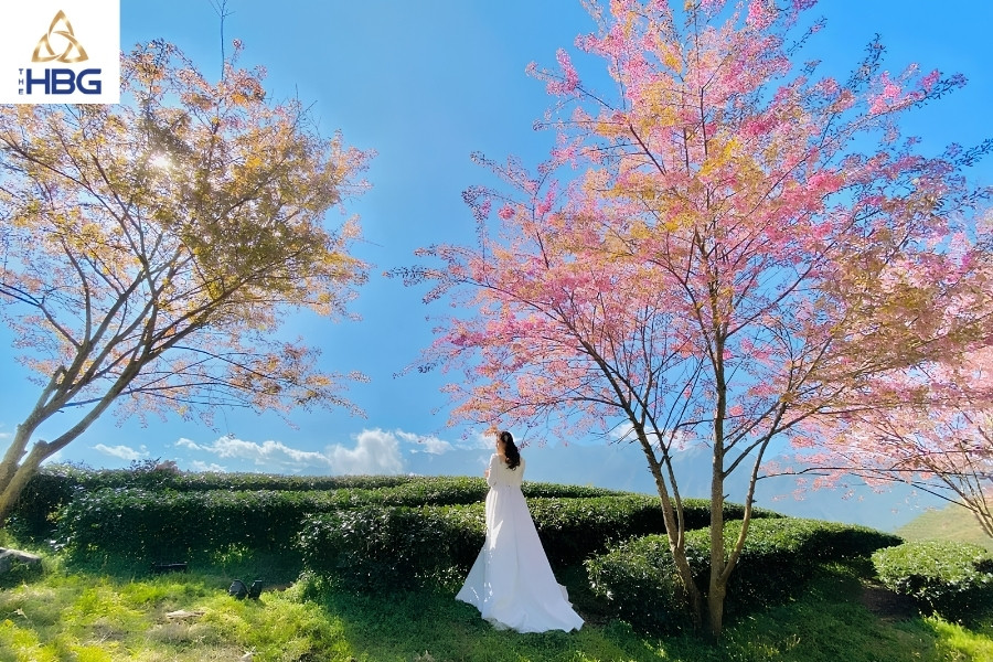 Đồi chè Ô Long Sapa