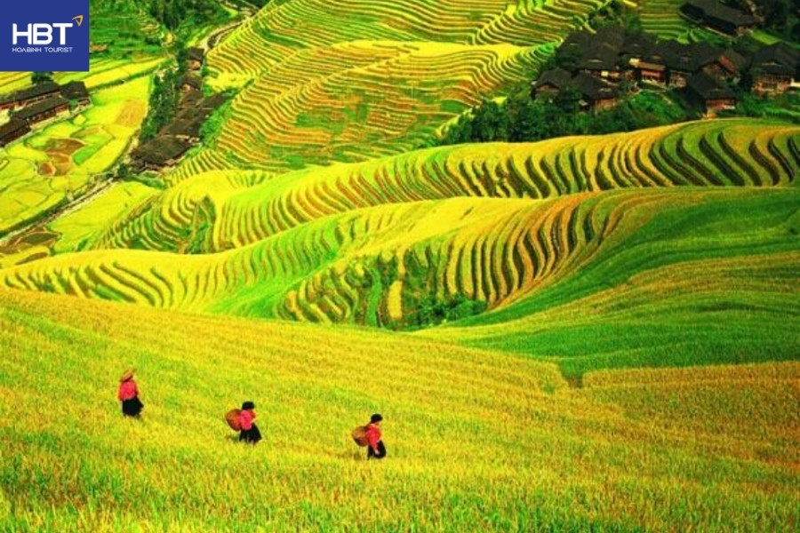 Mùa thu Trung Quốc -Ruộng bậc thang Long Tích