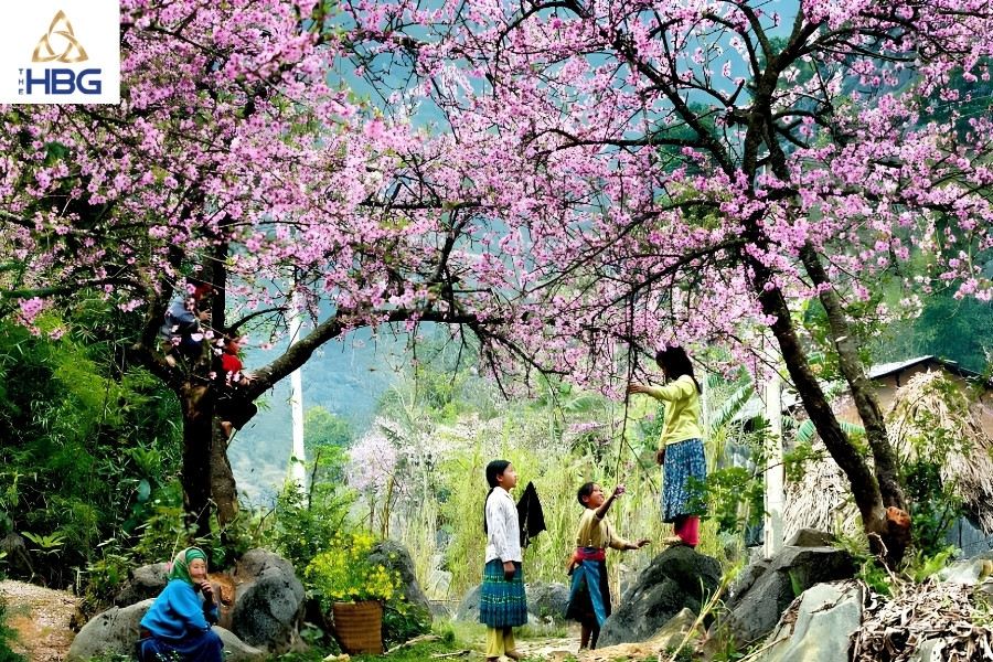 Núi Hàm Rồng Sapa