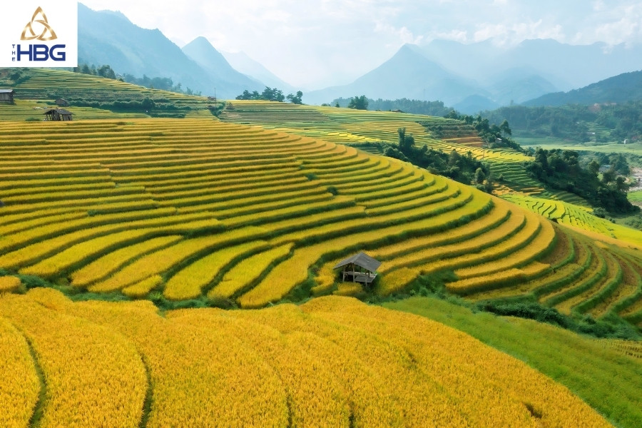 Ruộng bậc thang sapa